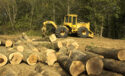 Cutting Timber
