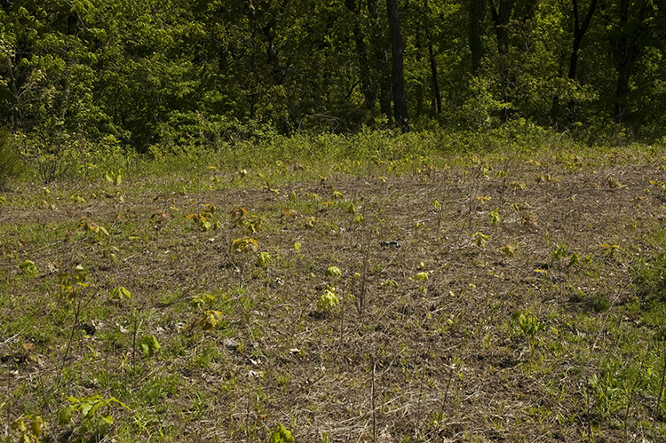 Grassland into Deer Habitat